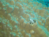 La sécurité : Blennie dans le corail